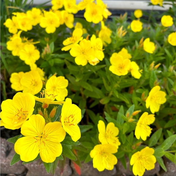 Meet your Posher, J - Picture 1 of 1